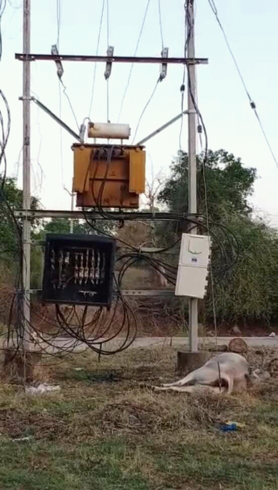 ग्राम खोकरिया में विद्युत मंडल की लापरवाही से गाय की मौत।