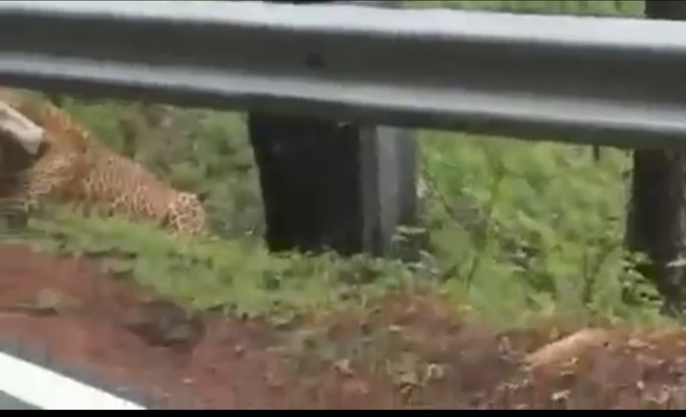 बचाने की कोशिश बहुत की परंतु थोड़ी सी और हिम्मत वाले व्यक्ति होते तो वह मासूम  बच जाती ,हमारे यहां जंगल का यह वीडियो