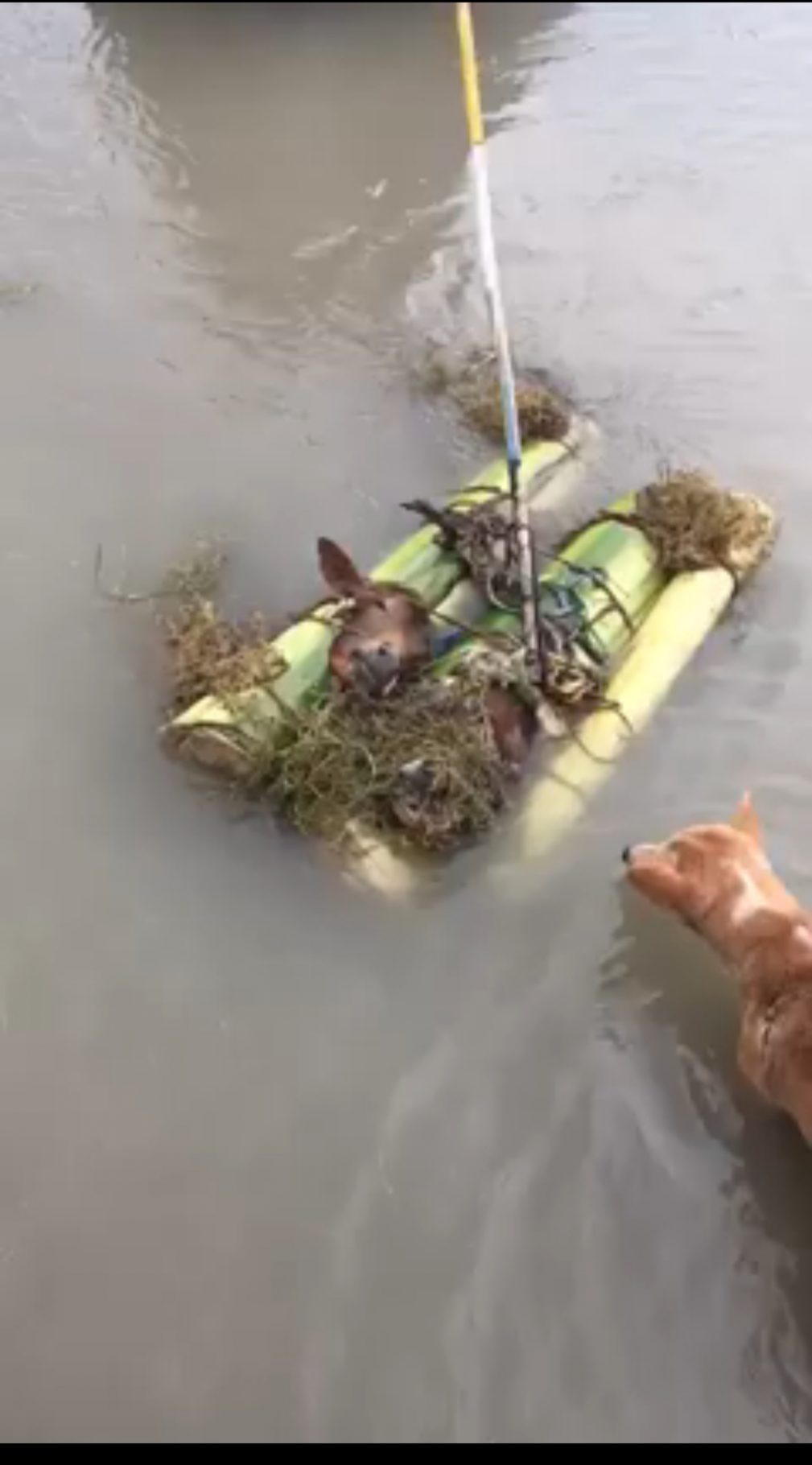 “देश के वीर बीच नदी  में जीवन मृत्यु से संघर्ष कर रही गौ माता को  सूझबूझ से बचा कर ले आए देखें”
