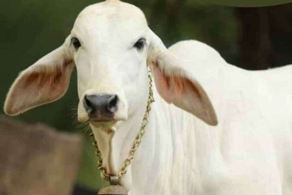 गौ माता को लंपी वायरस से बचने के लिए यह देसी घरेलू इलाज का वीडियो खूब हो रहा वायरल” देखें