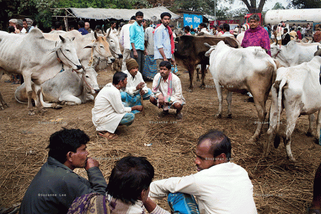 देवास जिले की संपूर्ण सीमा क्षेत्र में पशुओं का परिवहन, पशु मेला एवं पशुओं के हाट बजार प्रतिबंधित
————
अन्य जिलो/राज्यों से देवास जिला क्षेत्र की सीमा में पशुओं का प्रवेश पर भी प्रतिबंध