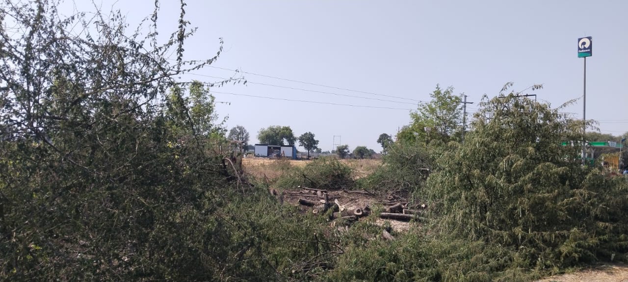 हरे-भरे, छायादार वृक्ष की दिन दहाड़े असामाजिक तत्वों द्वारा की जा रही अवैध रूप से कटाई