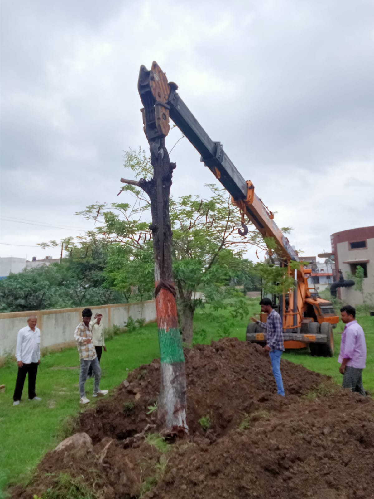 “नगर निगम ने  तरह बचाया पेड़ और उसे दिया नया जीवन” देखें