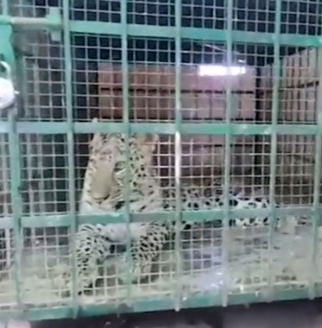 कभी ग्रामीणों की मजाक बना तेंदुआ अबू वन विभाग की मेहनत से हुआ …..