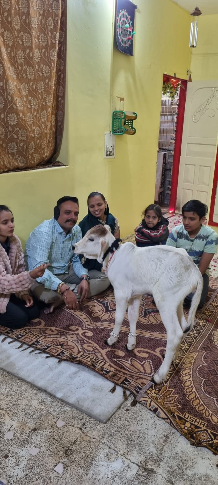 देखिए परिवार में बछिया आने पर परिवार की खुशी का माहौल बेटी जैसा स्वागत …