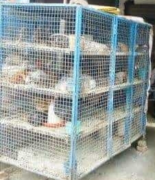 *22 जनवरी को मटन, मांस, मछली चिकन व अण्डे के विक्रय पर पूर्णत: प्रतिबंध