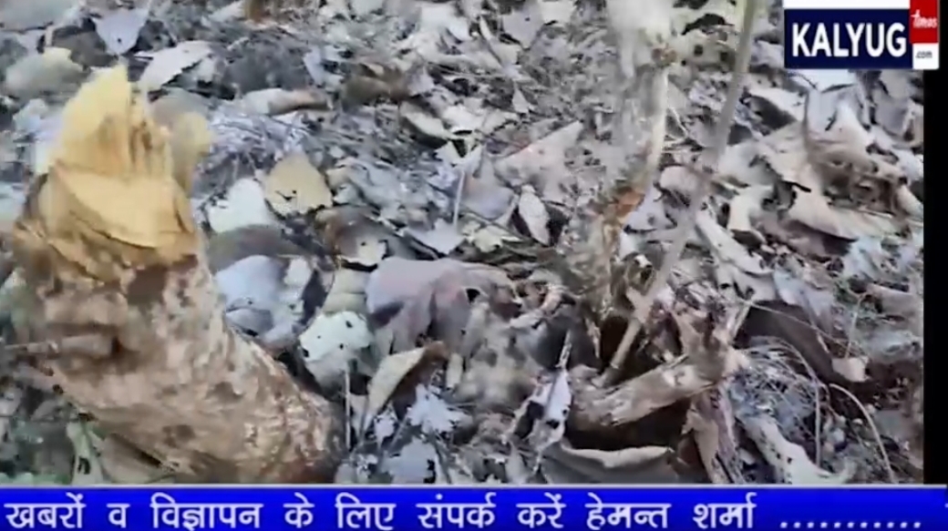 देवास में अवैध रूप से कट रहे जंगल