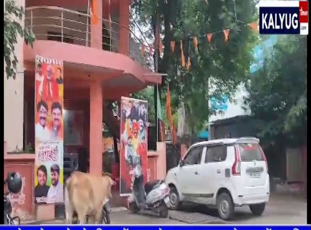 शहर में अचानक कहां से आ गई सड़कों पर इतनी गाय, बन रही दुर्घटना का कारण, क्या मुख्य है इसके पीछे की…