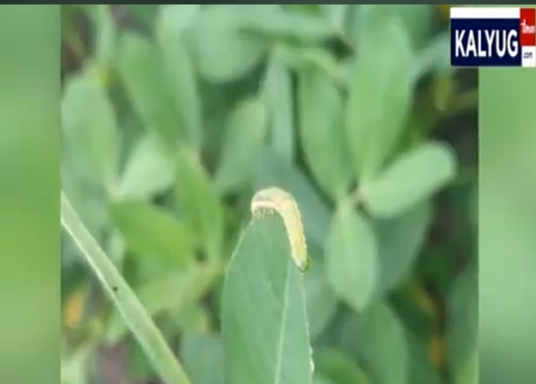 किसान सोयाबीन की फसल को कैसे बचाएं, इल्ली ,किट और बीमारी से क्या कहते है कृषि वैज्ञानिक….