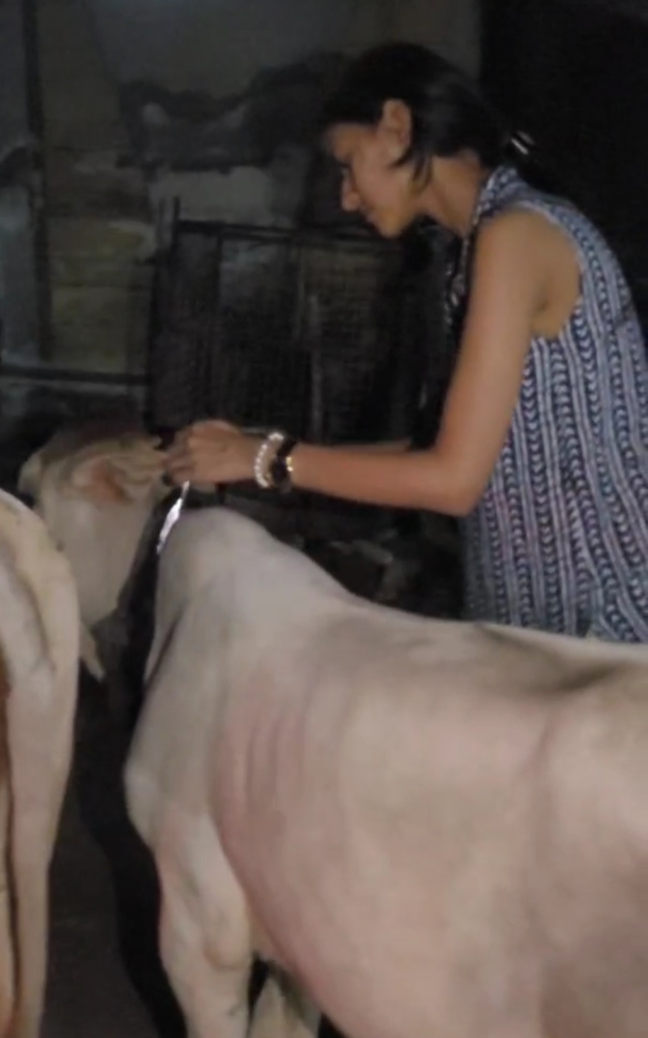 रात निकले डिप्टी कमिश्नर और समाजसेवी और गो माता को…